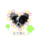 うし柄チワワのモモさん 日常編（個別スタンプ：30）