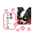 うし柄チワワのモモさん 日常編（個別スタンプ：32）