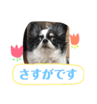 うし柄チワワのモモさん 日常編（個別スタンプ：34）