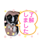 うし柄チワワのモモさん 日常編（個別スタンプ：38）