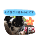 うし柄チワワのモモさん 日常編（個別スタンプ：40）