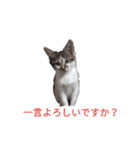 おやま家の猫たちとラッキー（個別スタンプ：1）
