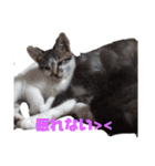 おやま家の猫たちとラッキー（個別スタンプ：2）