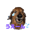 おやま家の猫たちとラッキー（個別スタンプ：5）