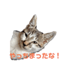 おやま家の猫たちとラッキー（個別スタンプ：7）