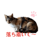 おやま家の猫たちとラッキー（個別スタンプ：8）