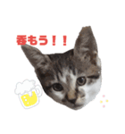 おやま家の猫たちとラッキー（個別スタンプ：9）