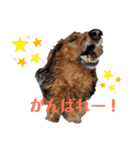 おやま家の猫たちとラッキー（個別スタンプ：11）