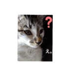 おやま家の猫たちとラッキー（個別スタンプ：12）