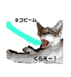 おやま家の猫たちとラッキー（個別スタンプ：13）