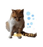おやま家の猫たちとラッキー（個別スタンプ：15）