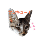 おやま家の猫たちとラッキー（個別スタンプ：16）