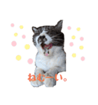 おやま家の猫たちとラッキー（個別スタンプ：18）