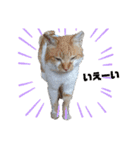 おやま家の猫たちとラッキー（個別スタンプ：22）