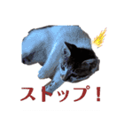 おやま家の猫たちとラッキー（個別スタンプ：23）