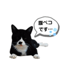 mon*habi猫スタンプ 4（個別スタンプ：1）