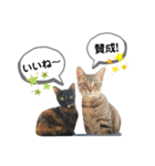 mon*habi猫スタンプ 4（個別スタンプ：3）