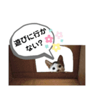mon*habi猫スタンプ 4（個別スタンプ：4）