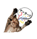 mon*habi猫スタンプ 4（個別スタンプ：5）