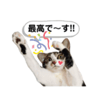 mon*habi猫スタンプ 4（個別スタンプ：6）