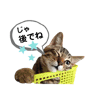 mon*habi猫スタンプ 4（個別スタンプ：8）