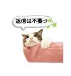 mon*habi猫スタンプ 4（個別スタンプ：9）