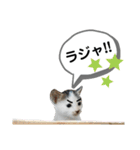 mon*habi猫スタンプ 4（個別スタンプ：10）