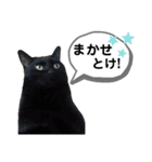 mon*habi猫スタンプ 4（個別スタンプ：11）