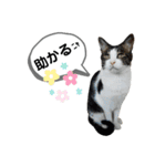 mon*habi猫スタンプ 4（個別スタンプ：12）