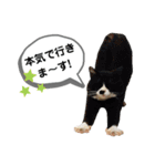 mon*habi猫スタンプ 4（個別スタンプ：15）