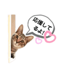 mon*habi猫スタンプ 4（個別スタンプ：16）