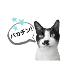 mon*habi猫スタンプ 4（個別スタンプ：17）