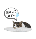 mon*habi猫スタンプ 4（個別スタンプ：18）