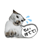 mon*habi猫スタンプ 4（個別スタンプ：19）