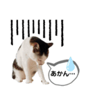 mon*habi猫スタンプ 4（個別スタンプ：20）