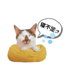 mon*habi猫スタンプ 4（個別スタンプ：21）