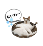 mon*habi猫スタンプ 4（個別スタンプ：24）
