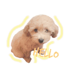 Chou Chou Stickers ❤︎（個別スタンプ：5）