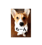 コーギーににむら（個別スタンプ：3）