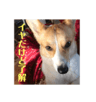 コーギーににむら（個別スタンプ：4）