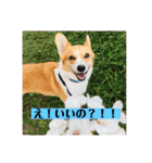 コーギーににむら（個別スタンプ：9）