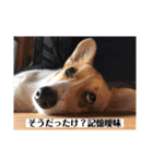 コーギーににむら（個別スタンプ：10）