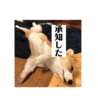 コーギーににむら（個別スタンプ：11）