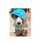 コーギーににむら（個別スタンプ：12）