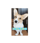 コーギーににむら（個別スタンプ：13）