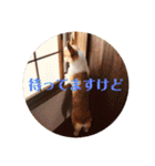 コーギーににむら（個別スタンプ：16）