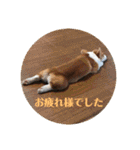 コーギーににむら（個別スタンプ：18）