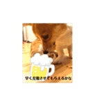 コーギーににむら（個別スタンプ：20）