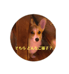 コーギーににむら（個別スタンプ：25）