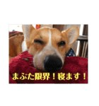 コーギーににむら（個別スタンプ：26）